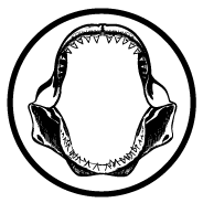 Mana Surfboards logo